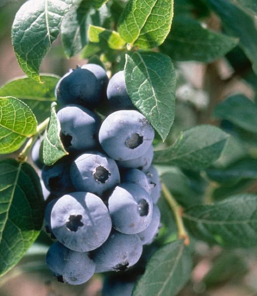 Vaccinium corymbosum 'Elliott'